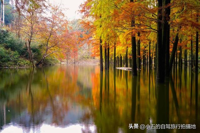 浙江周边秋季赏景全攻略！7 大类 36 个点位，柿子 / 稻浪 / 红枫一站齐