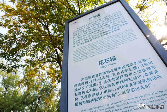 上海：120多年前从古桥石缝中“钻出”的石榴树如今硕果挂枝头
