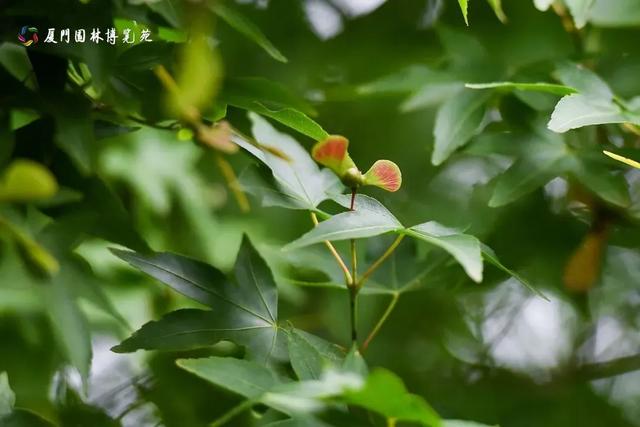 水帘飞泻、喷泉奏乐!厦门清凉“水上秘境”,周末走起→