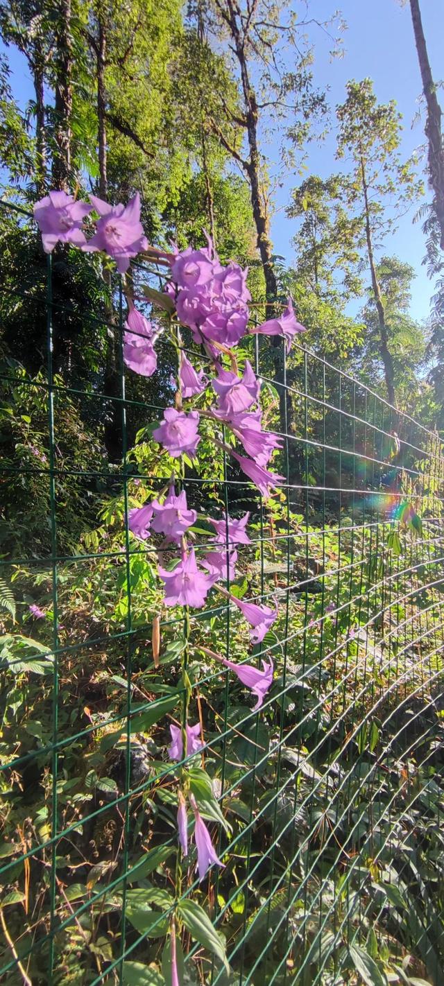 比格林童话更美！墨脱这个村坐拥雪山茶园秘境