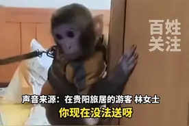 女子救下猕猴带回家养了半年，官方：涉嫌违法，请放猴归山图片