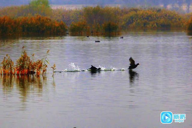 在潍坊汶河岸边，来一场最美的遇见！