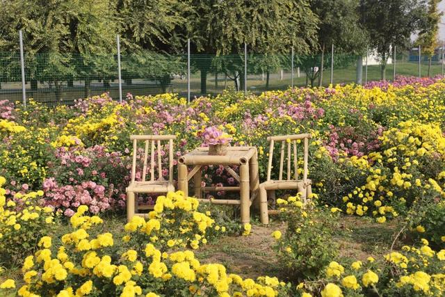 秋日撒欢？到温县赏七彩菊→