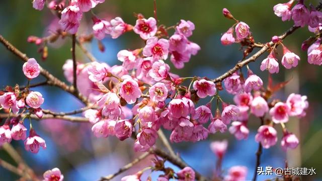 山涧茶垄樱似霞 建水云龙山冬日樱韵正当时