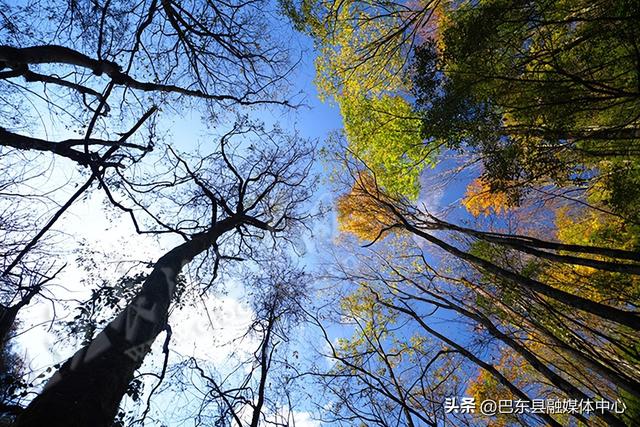 小神农架彩色森林进入最佳观赏期(组图）