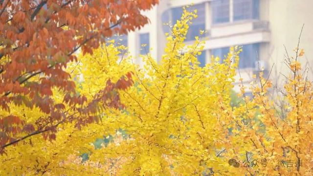 银杏黄了！氛围感天花板！快约上搭子冲！