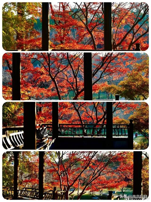 人在南京，红叶正盛，等你来～