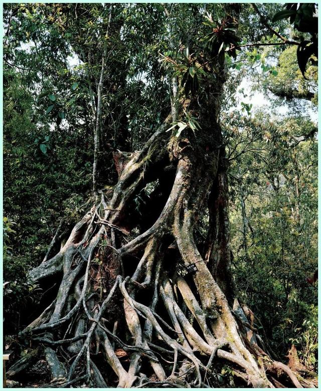 逃离人潮踏青 偶遇绝美秘境 这份五一屏边小众游攻略让你惊艳朋友圈