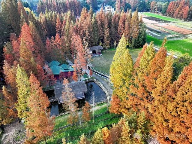 出片率100%！为崇州这些高颜值路连发三天朋友圈！