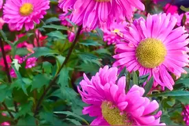 秋光里的花儿 文、摄影 / / 编剧、制片人韩志晨图片