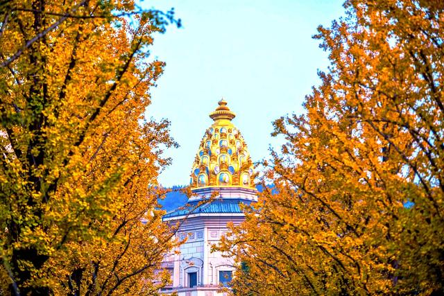 银杏鎏金，灵山胜境的璀璨之约