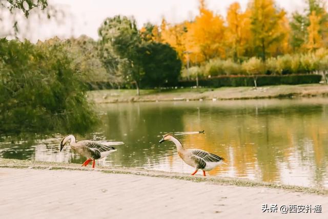 红透了！西安这片水上杉林，已进入最佳观赏期！