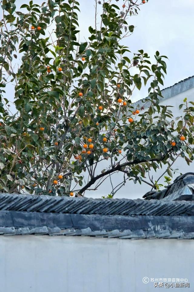 好多人在拍！苏州到底有谁在啊