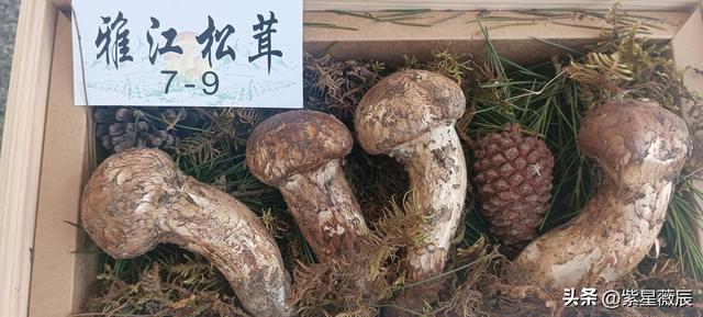 我国城区面积最小的县城，仅有0.5平方公里，人人住的都是江景房