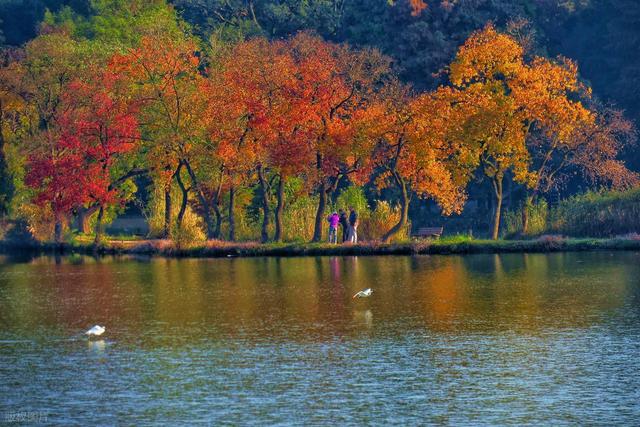 石象路银杏黄了！秋日南京必走的几条经典路线