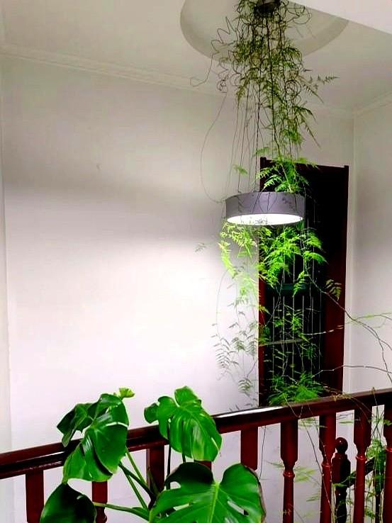 “！阴花不能进阳宅”，家里若有这5种花，请赶紧“搬出去”！