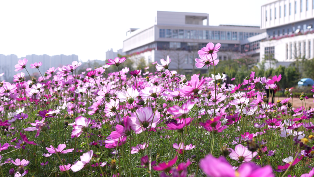 百千万工程“花”样答卷！德庆冠旭电子产业园惊现格桑花海，一起来打卡工业风浪漫吧~