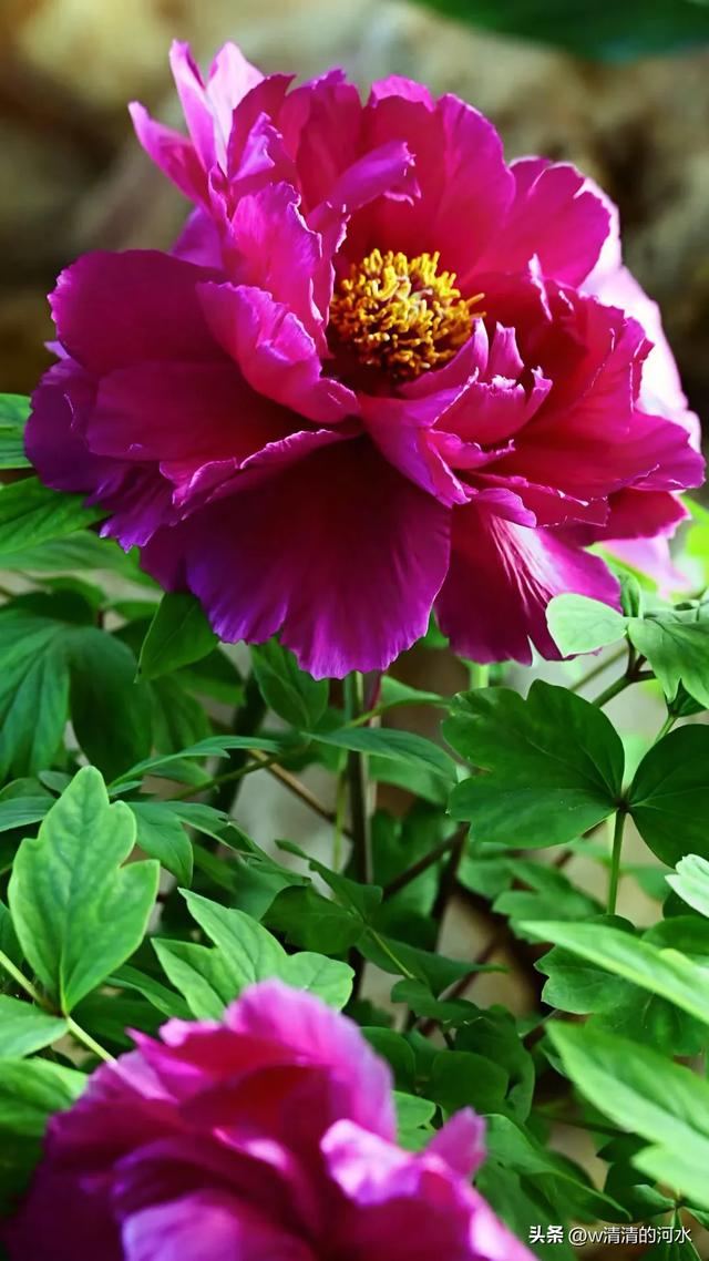 极美洛阳城牡丹迎春吐蕾绽放