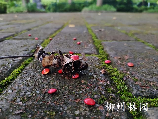 柳州市雀儿山公园红豆林迎来最美观赏季