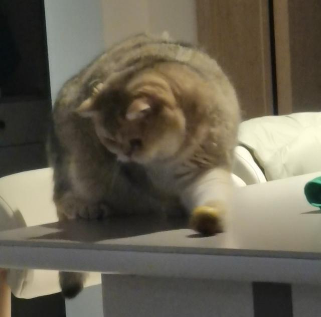 小特工～猫咪饼饼