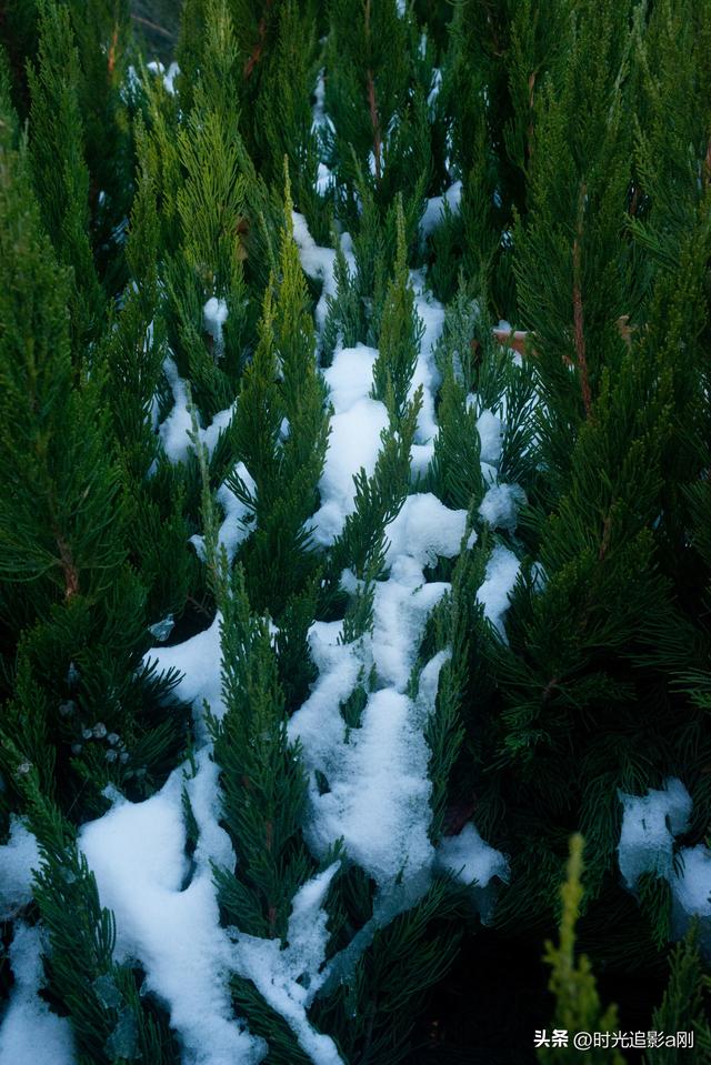 冬日的松柏丛，被雪裹成了一幅素净的画！