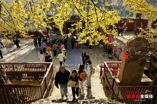 古刹藏金叶 银杏染清辉