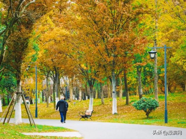 秋色“进度条”加载中，狼山森林公园赏秋点等你来打卡→