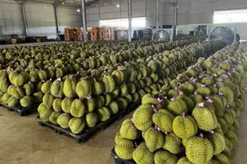 越南榴莲滞销, 水果商愤怒: 都是中国商人的问题?图片