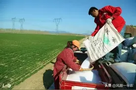 尿素是雨前还是雨后施好？什么是正确使用方法图片
