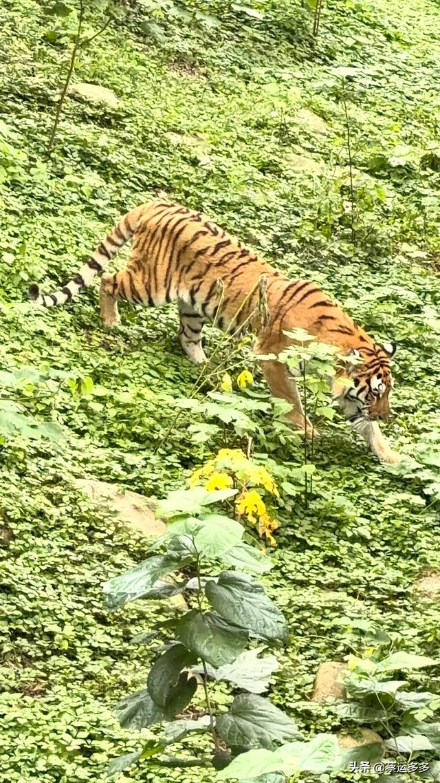 上海动物园的高颜值图鉴
