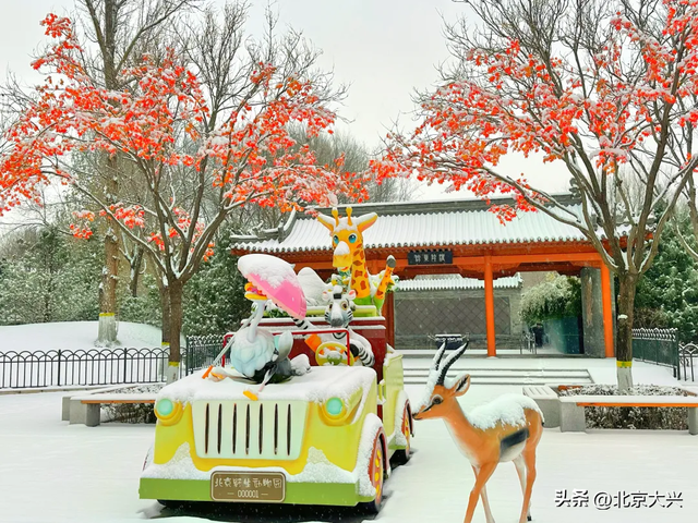 大兴初雪倒计时！5个宝藏赏雪点位，提前收藏——