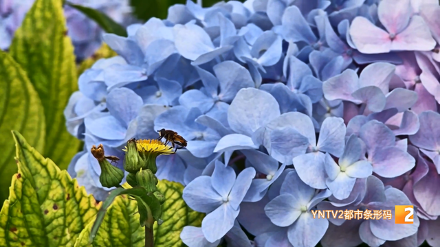 呈贡“鲜花巴士”重磅上线！票价已公布
