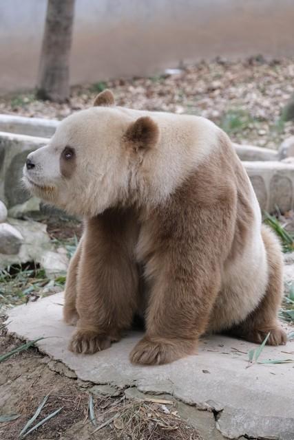 东边邻国马上看不到，国人真有福！几个能看熊猫的景点赶紧去打卡