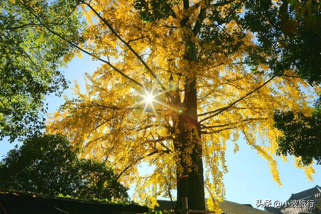 杭州冬日徒步，从古村到茶园，银杏金黄枫树染红，感受山野之乐