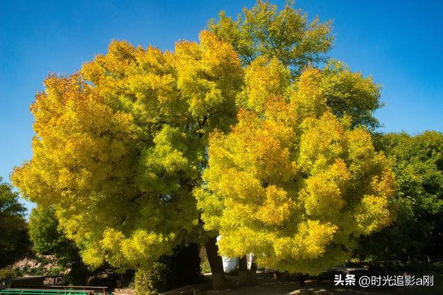 石家庄植物园的网红树，秋日里的鎏金童话