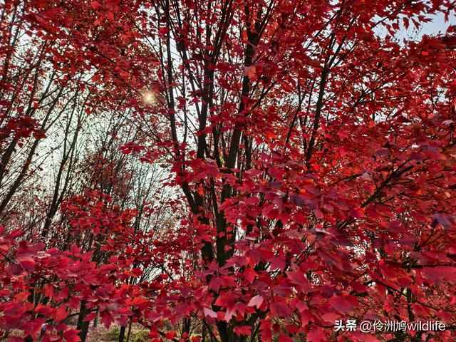 四川行(75)广汉②金雁湖公园·黑塔街·龙居寺