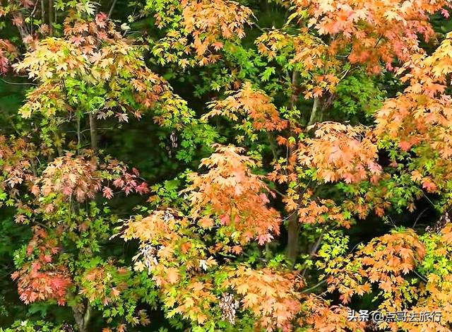 成都市区4大枫叶观赏地，彩林超惊艳，都不要门票，公交车可达！