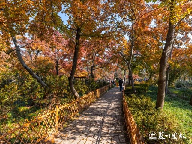 天平山红枫正式迈入最佳观赏期，美！