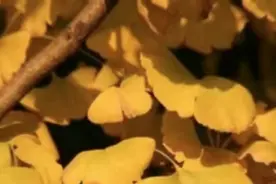 捡银杏叶泡水喝？成都疾控提醒：小心中毒！图片