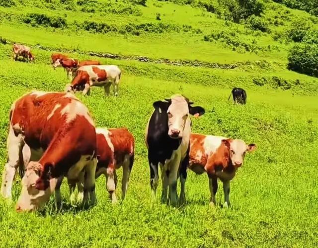 “老家”追忆杂记之四—— 我的“岭西大草原”（上）