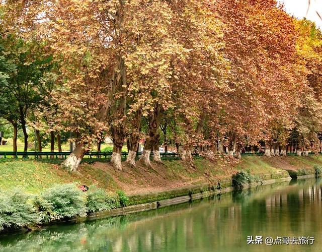 成都4大梧桐观赏地，17公里金色隧道，超级壮观，地铁公交直达！