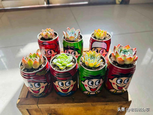 北京一男子因“易拉罐养多肉”引围观，进门见笑脸，又旺又治愈！