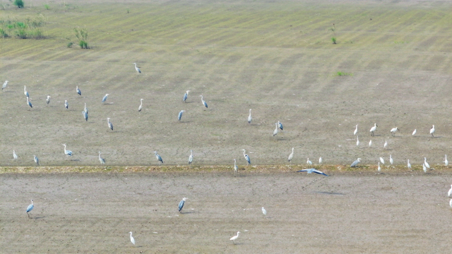 云溪区：湿地秋韵 白鹭翩跹