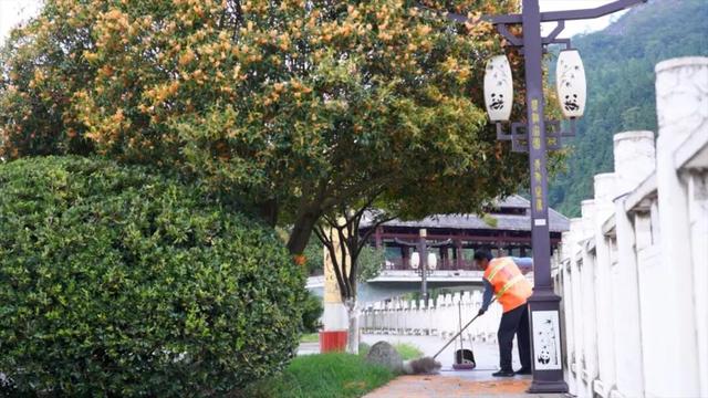 金秋九月，青川的桂花都开了，Pong香！
