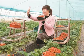 临潼基层干部走进田间地头 化身“带货主播” 助力农产品“出圈”图片