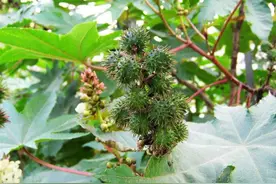 农村带刺的果实蓖麻子，儿时拿它当玩具有剧毒，20粒可毒倒一头牛图片