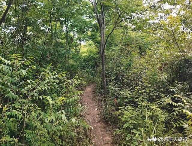 成都龙泉山冷门徒步路线，大片桉树林超美，不要门票，野趣十足！