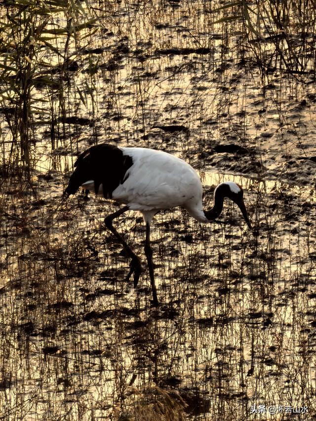 2025辽宁赏秋之旅日记(6)——到辽河口中国最北海岸线看日出 观鸟