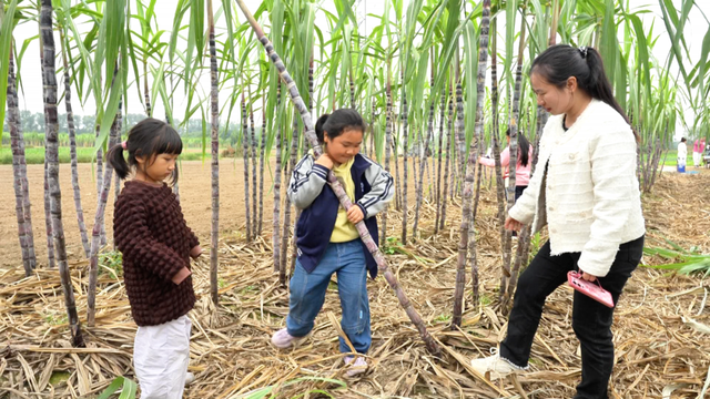 风吹蔗浪！孝昌这片田园风光藏不住了