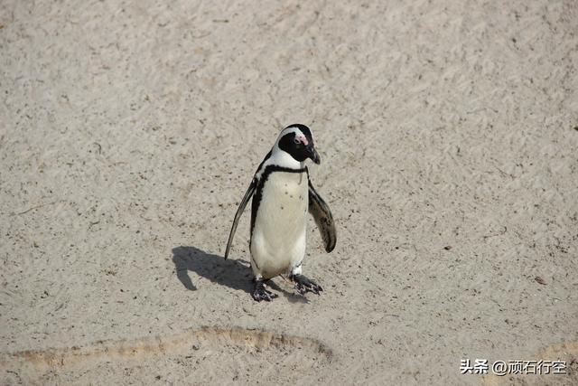 南部非洲：南非开普敦企鹅岛
